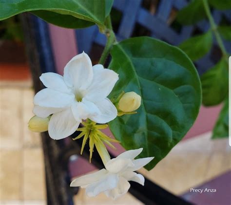 What Is Sampaguita Flower In English - Home Alqu