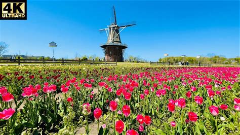 Windmill Island Gardens Holland Michigan | Tulips Time 4k - YouTube