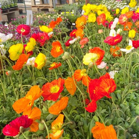 Iceland Poppy — Green Acres Nursery & Supply