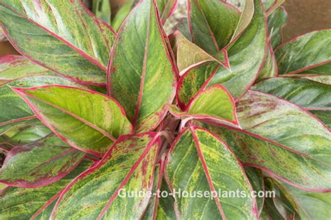 Chinese Evergreen Plant Care: How to Grow Aglaonema Indoors