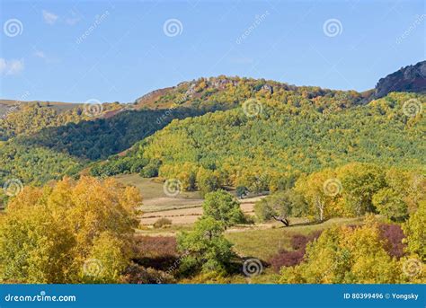 Mountain Forest in the Autumn Stock Photo - Image of environment, green: 80399496