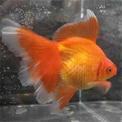 Goldfish Care - Types | Pictures | Diseases and Treatment: Veiltail Goldfish Pictures