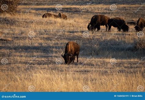 A Herd of Buffalo Grazing on the Plains Stock Image - Image of tourism, west: 168456191