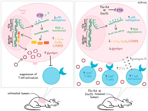 What drives glycolysis in tumors, and how to stop it