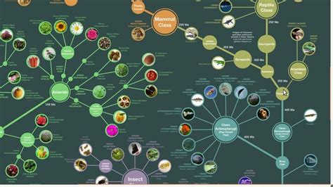 Evolution from Bacteria to Humans | Theory of evolution, Single-celled organisms, Youtube