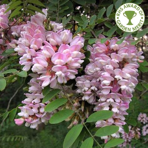 Robinia pseudoacacia Hillieri Tree | Pink Acacia Trees Online