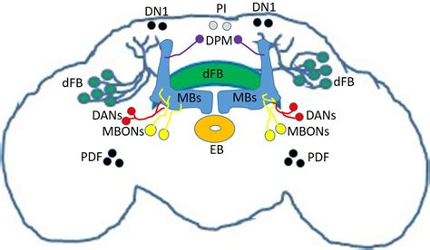 drosophila pdf neurons