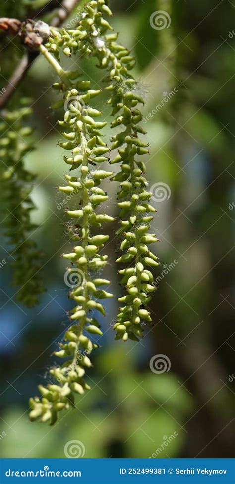 Poplar Tree Seeds stock image. Image of tree, ukraine - 252499381