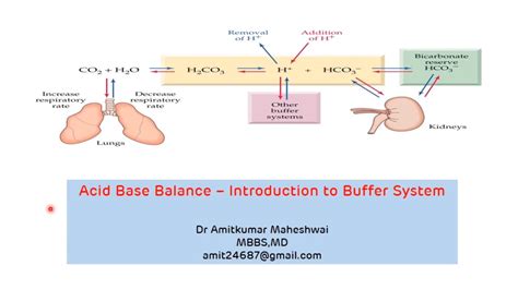 How Does The Bicarbonate Buffer System Work