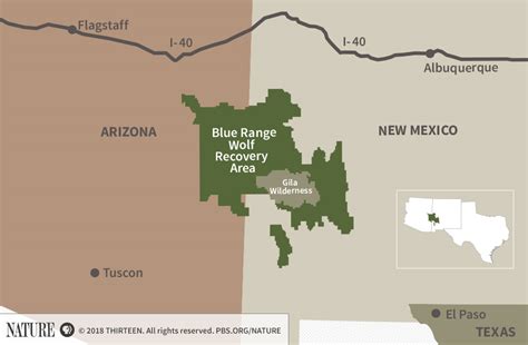 Standoff Over Mexican Gray Wolf Continues in Southwestern U.S. | Blog | Nature | PBS