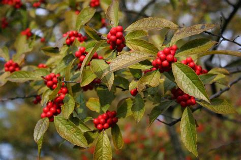 When Is the Best Time for Pruning Holly?