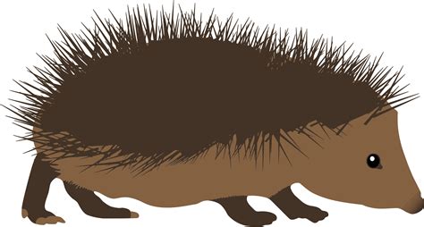 Cartoon Hedgehog - ClipArt Best