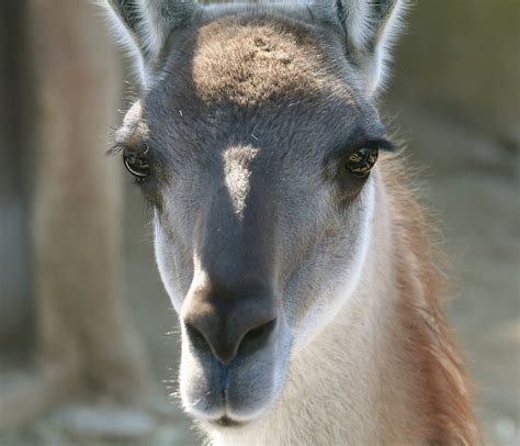 Pretty Face | Llama look. San Diego Zoo. February 16, 2008. … | Flickr