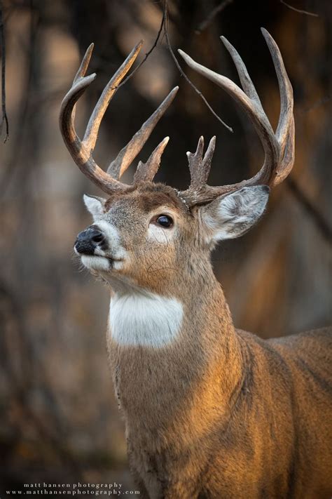 Professional Whitetail Deer Photography | Matt Hansen | Deer ...