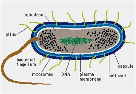 Cell Structure & Function Notes - Mr. Stewart's Biology Class