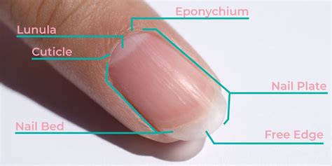 Cuticle Care 101: How To (Safely) Care For Your Cuticles | DipWell Blog | DipWell