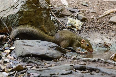 Northern treeshrew (Tupaia belangeri)