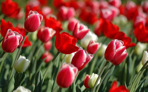 Spring Tulips Wallpaper Flowers Nature Wallpapers in jpg format for free download