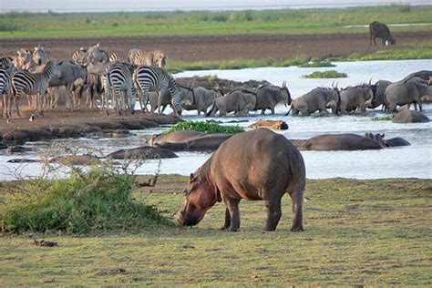 3 Days Lake Manyara safari | Tanzania Safari Tours