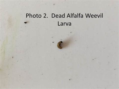 Alfalfa weevil larvae | Extension Entomology