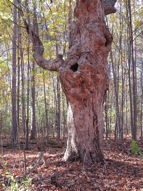 The speaking tree Photograph by Valerie Kirkwood - Fine Art America