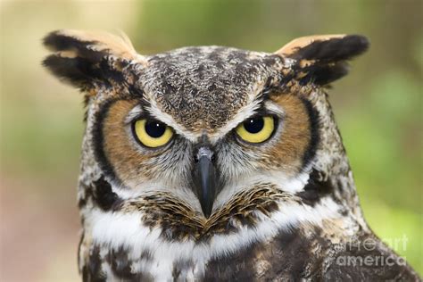 Great Horned Owl Photograph by Jill Lang - Fine Art America