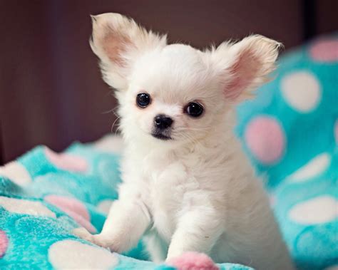 Chihuahua puppy | Chihuahua puppies, Puppies, Cute chihuahua