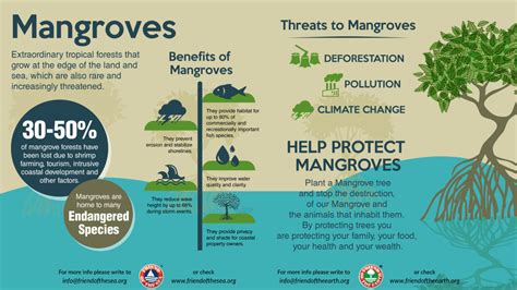 Save The Mangroves | WSO Conservation Projects - FOS