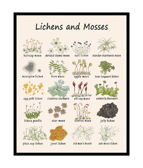 Lichens & Mosses Poster Educational Print Learning Materials Art Gift for Students , Teacher ...