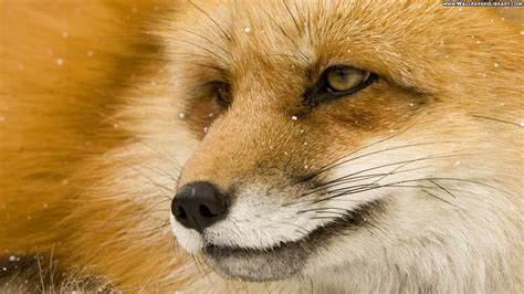 Cool Fox Wallpapers on WallpaperDog