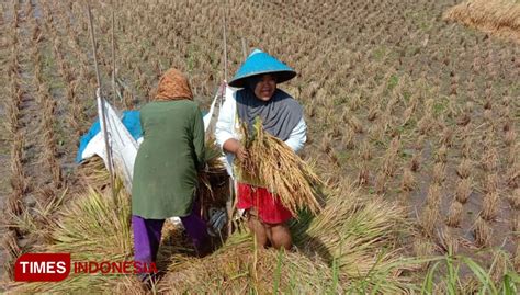 Panen Raya Padi Organik Perdana, Wabup Ciamis Berharap Terapkan Teknologi Tepat Guna - TIMES ...