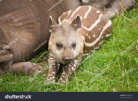 South American Tapir (Tapirus Terrestris; Brazilian Tapir; Lowland ...