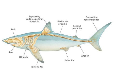 Basking Shark Skeleton