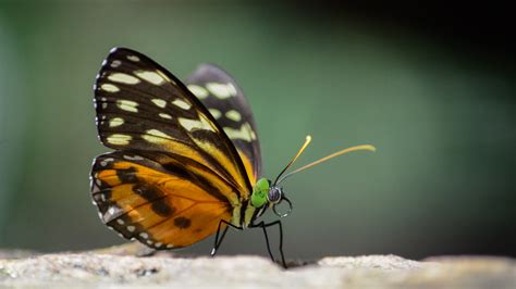 Incredible Evolutionary Adaptation: This Butterfly Can Make Itself Look Like It’s On The Phone ...