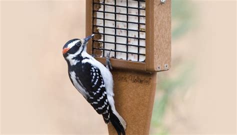 Suet Feeders - Wild Birds Unlimited | Wild Birds Unlimited | Suet ...