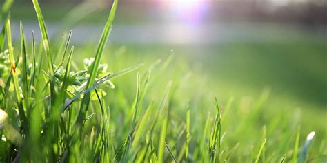 4 Tips on How to Care for Bahia Grass - Hudson Ranch