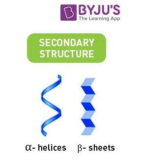 Alpha-Helix and Beta-Sheet - Introduction, Types and Differences between Alpha-Helix and Beta-Sheet