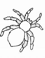 Cute Spider Coloring Pages sketch template
