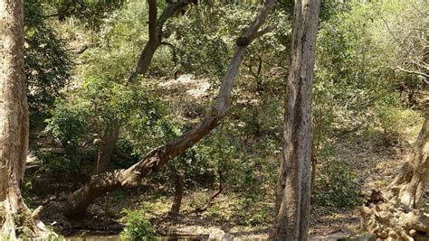 Central Deccan Plateau Dry Deciduous Forests - Alchetron, the free social encyclopedia