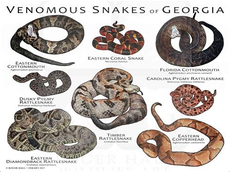 Seven Types of Venomous Snakes in Georgia – Nature Blog Network