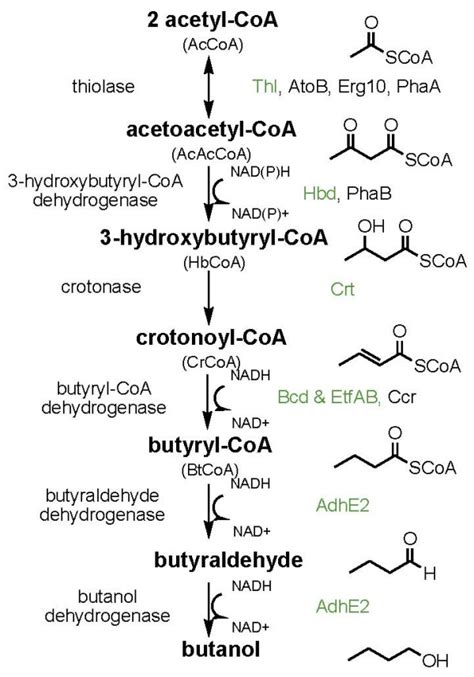 The n-butanol biosynthetic pathway. The enzymes in green are from ...