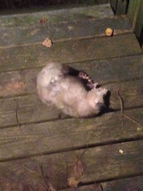 Possum sleeping on back deck/photo by Linda Guy Phillips | Sleeping on ...