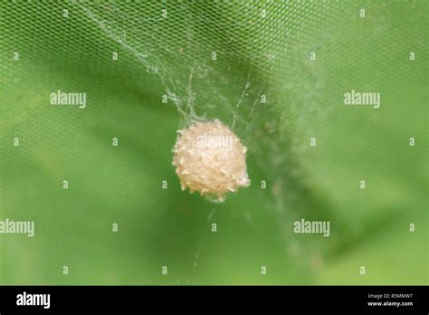 Brown widow spider make sac for its eggs with green background Stock Photo - Alamy