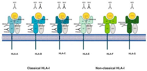 The Potential of Soluble Human Leukocyte Antigen Molecules for Early ...