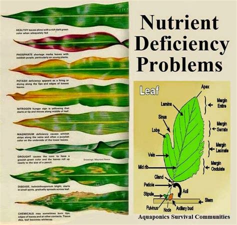 Back to the Basics!: Nutrients that Give Your Soil a Boost