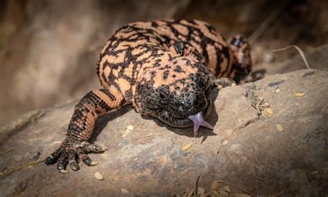 19 Mental Gila Monster Facts - Fact Animal