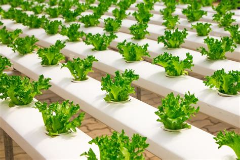 Difference Between Hydroponics and Aeroponics | Definition ...