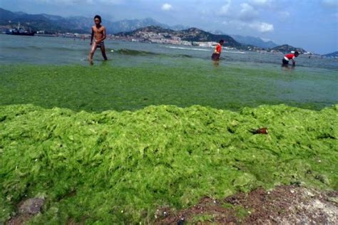 Giant China algae slick getting bigger: report