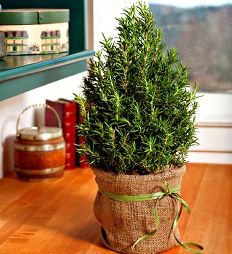 Where To Buy Rosemary Christmas Trees