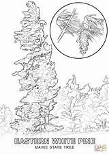 Coloring Pages Of Pine Trees At GetColoringscom  Free Printable sketch template